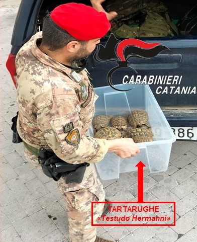 Macchia di Giarre, le tartarughe sequestrate