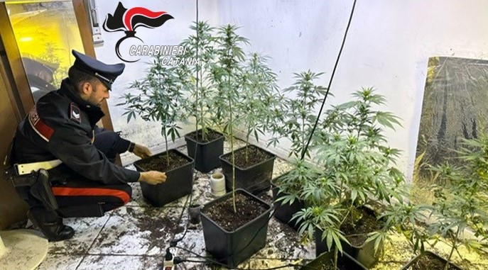 Serra di marijuana in una casa in disuso