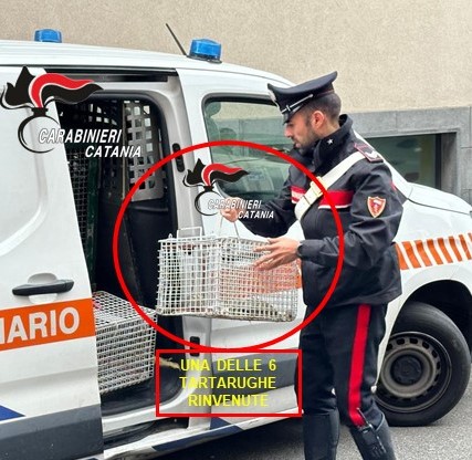 Serra di marijuana in una casa in disuso, tartarughe