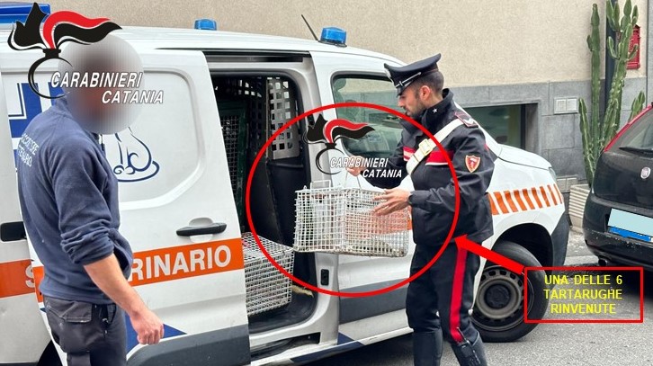 Serra di marijuana in una casa in disuso, tartarughe