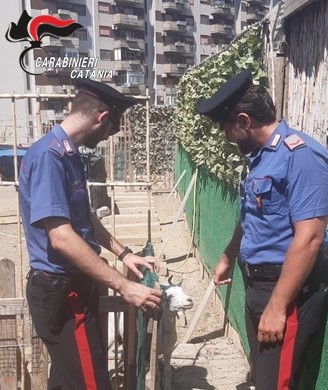 Librino, l'rea e gli animali sequestrati dai Carabinieri