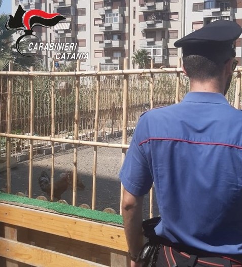Librino, l'rea e gli animali sequestrati dai Carabinieri