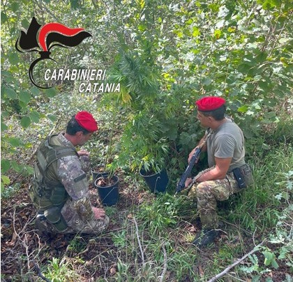 La piantagione sequestrata dai Carabinieri