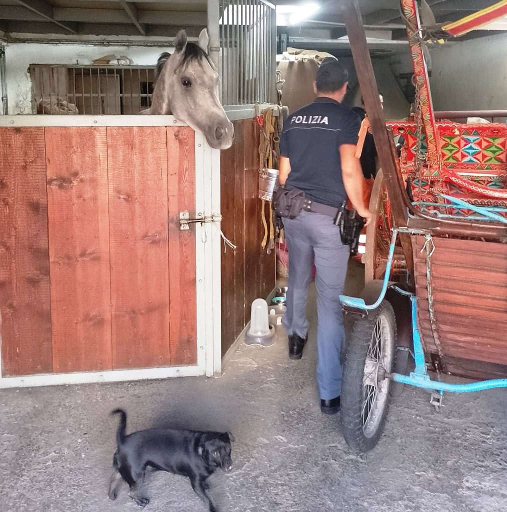 Polizia, intervento per maltrattamenti animali