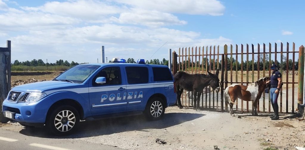 Polizia ritrova gli animali legati ad un cancello