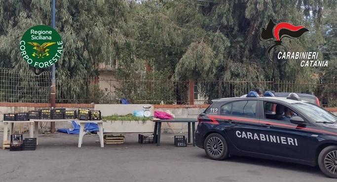 L'intervento di Carabinieri e Forestale