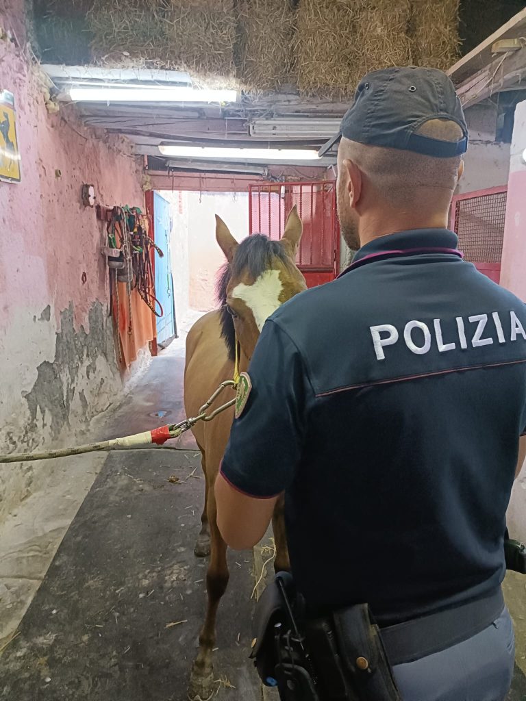 Tutela degli animali e contrasto alla macellazione e alle corse clandestine